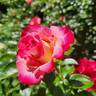 Dick Clark rose photo