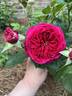 True Endearment rose photo