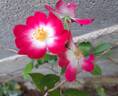 Bukavu rose photo
