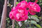 Chalon en Bourgogne ® rose photo