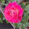 Chalon en Bourgogne ® rose photo