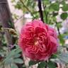 Emma Bridgewater ™ rose photo