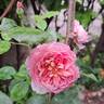 Emma Bridgewater ™ rose photo