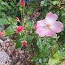Rush ® rose photo