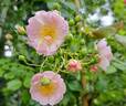 Auberge de l'Ill® rose photo