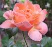 Marie Curie ® rose photo