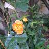 Bordure Camaïeu ® rose photo