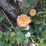 Bordure Camaïeu ® rose photo
