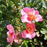 Peace and Love rose photo