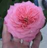 Reminiscent Coral ™ rose photo