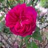 Young Lycidas rose photo