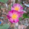 Lavender Dream rose photo