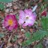 Lavender Dream rose photo