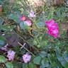 Lavender Dream rose photo
