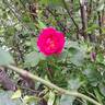 Baron Gonella rose photo