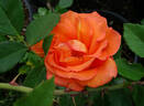 Hallé rose photo