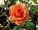 Halloween rose photo