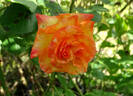 Hawaiian Delight rose photo