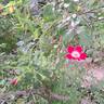 Rouge Meillandécor rose photo