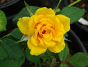 Henry Fonda rose photo