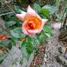 Rosa del Camino de Santiago ® rose photo