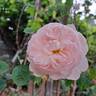 Gentle Hermione rose photo