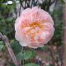 Gentle Hermione rose photo
