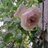 L'Alhambra rose photo