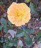 Molineux rose photo