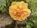 South Africa rose photo