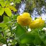 Château de Cheverny rose photo