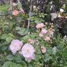 Auberge de l'Ill® rose photo