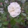 Swany ® rose photo