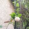 The Albrighton Rambler rose photo