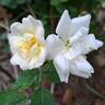 La Grande Motte rose photo