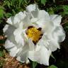 P. suffruticosa papaveracea peony photo