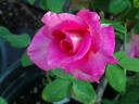 High Esteem rose photo