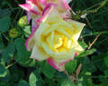 Hondo rose photo