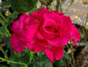 Hot Prince rose photo