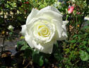 Ice Cream rose photo