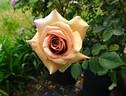 Irish Crème rose photo
