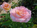 Ivory Tower rose photo