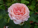 James Galway rose photo