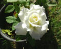 JFK rose photo
