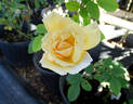 Joanna Hill rose photo