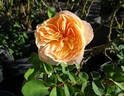 Juliet rose photo