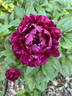 Armani peony photo