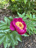Celebrity peony photo