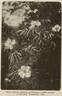 <i>Rosa gigantea</I> Collett ex Crépin rose photo