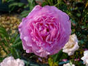 Kaffe Fasset ™ rose photo